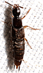 Staphylinini