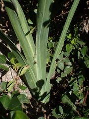 Chasmanthe aethiopica