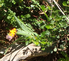 Chasmanthe aethiopica