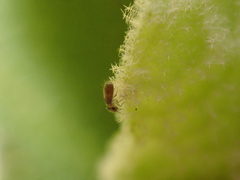 Lepinotus