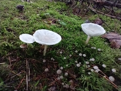 Clitocybe phyllophila