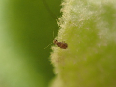 Lepinotus
