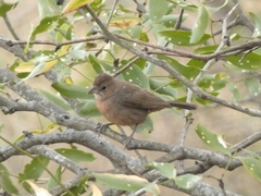 Coryphospingus cucullatus