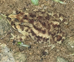 Duttaphrynus melanostictus