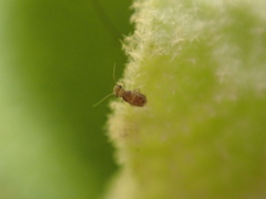 Lepinotus