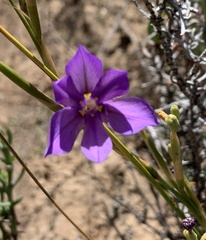 Moraea