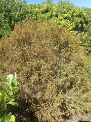 Passerina