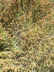 Passerina