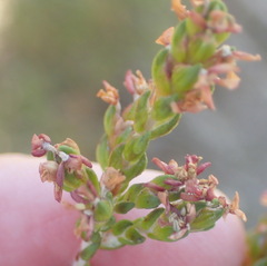 Passerina