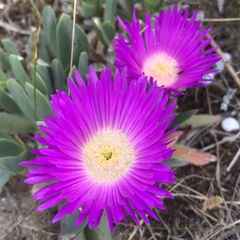 Carpobrotus virescens