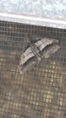 Digrammia continuata
