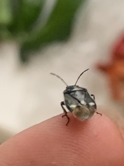 Eurydema