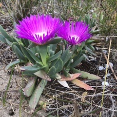 Carpobrotus virescens