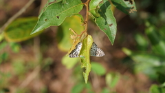 Caprona alida