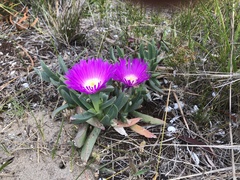 Carpobrotus virescens