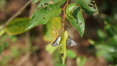 Caprona alida