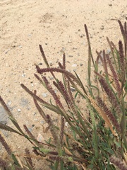 Tragus berteronianus