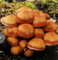 Kuehneromyces