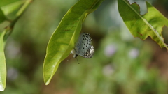 Caprona alida