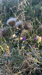 Cirsium vulgare