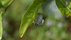 Caprona alida