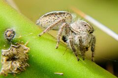 Megafreya sutrix