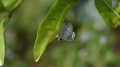 Caprona alida