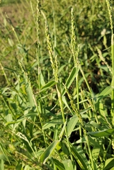 Urochloa