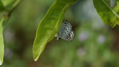 Caprona alida