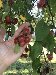 Malus prunifolia