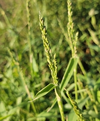 Urochloa