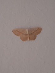 Scopula imitaria