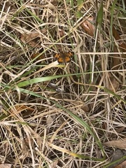 Phyciodes
