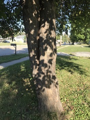 Malus prunifolia