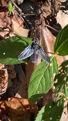 Trichopoda lanipes