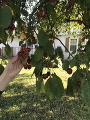 Malus prunifolia