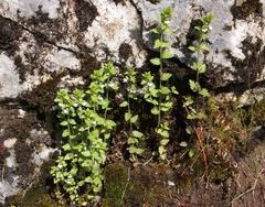 Euphrasia parviflora