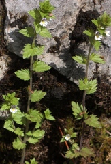 Euphrasia parviflora