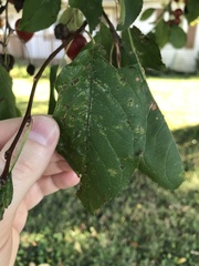 Malus prunifolia