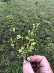 Ranunculus bonariensis