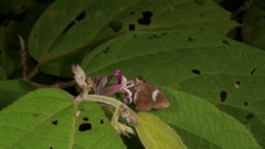 Notocrypta paralysos