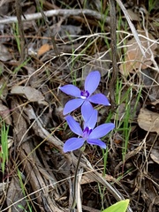 Cyanicula sericea
