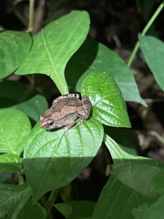 Microhyla mukhlesuri