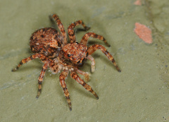 Marma nigritarsis
