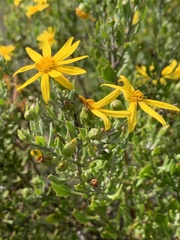 Osteospermum moniliferum