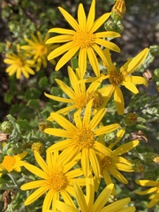 Osteospermum moniliferum