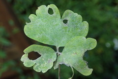 Erysiphe aquilegiae