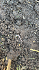 Lumbricus terrestris