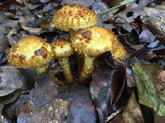 Pholiota jahnii