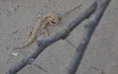 Pristurus minimus
